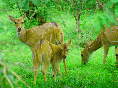 Sri Lanka Wildlife Afari Tour
