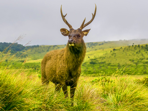 Horton Plains National Park