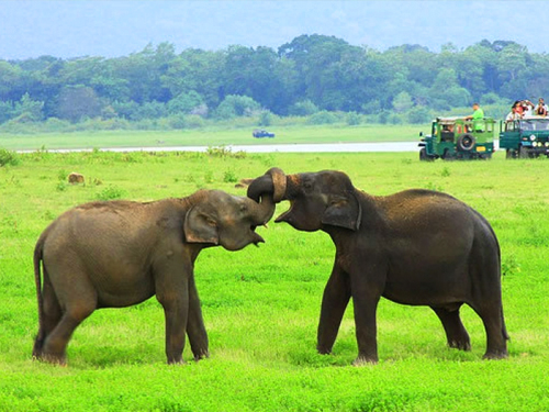 Minneriya National Park