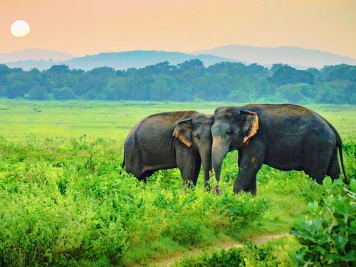 Udawalawe National Park