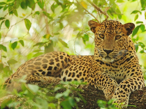 Wilpattu National Park