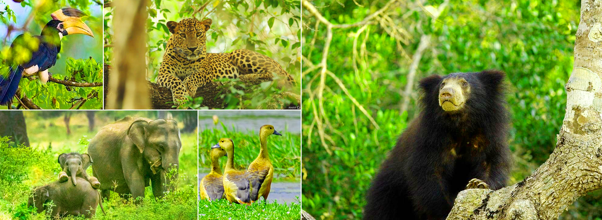 Wilpattu National Park in Sri Lanka