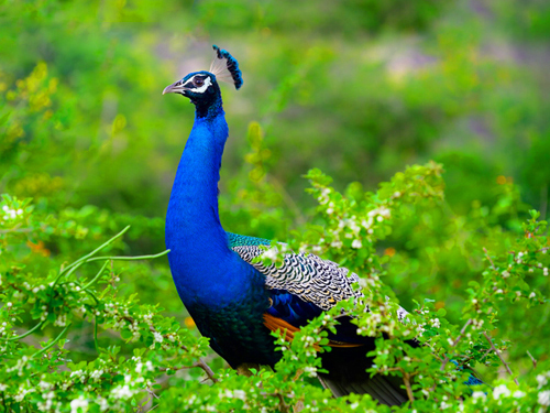 Yala National Park