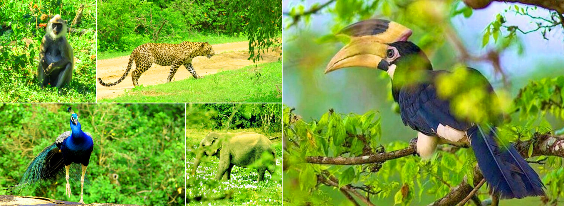 Bundala Safari Tour From Mirissa