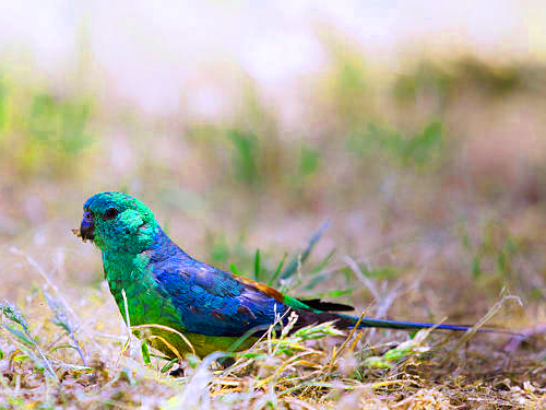 Bundala Safari Tour From Tangalle