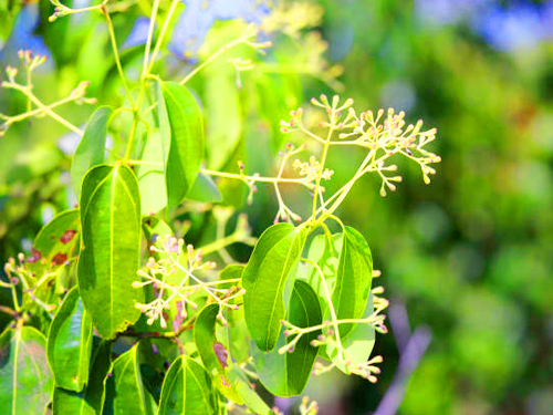 Cinnamon Island Tour From Bentota