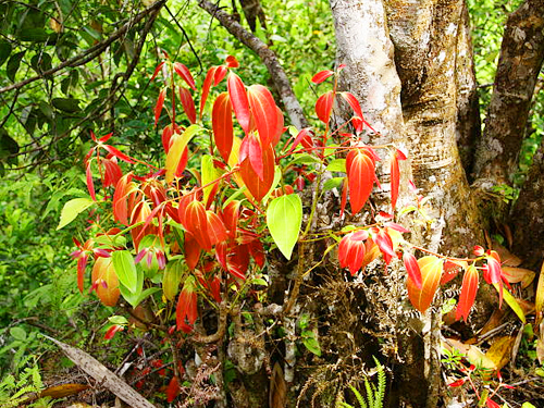 Cinnamon Island Tour From Hikkaduwa