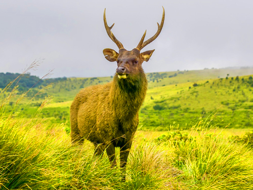 Hortan Place & Tea Experince Tour From Nuwara Eliya