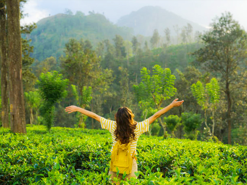 James Taylors Tea Story Tour From Kandy