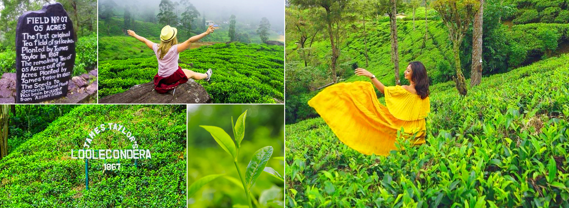 James Taylors Tea Story Tour From Kandy