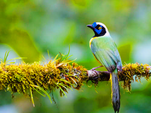 Kalamatiya Bird Watching Tour From Mirissa