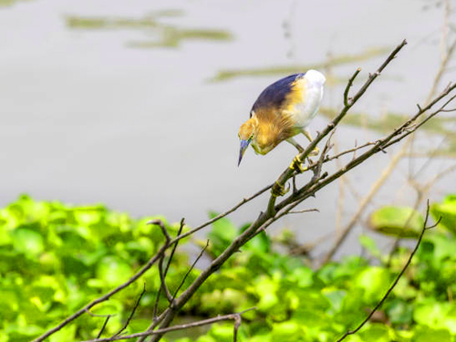 Kalamatiya Bird Watching Tour From Waligama