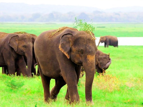 Kaudulla Safari Tour From Sigiriya