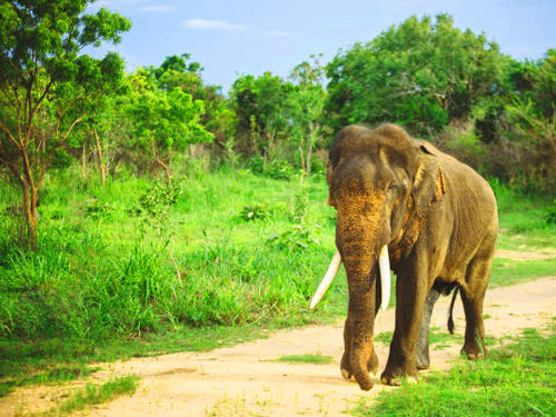 Minneriya Safari Tour From Sigiriya