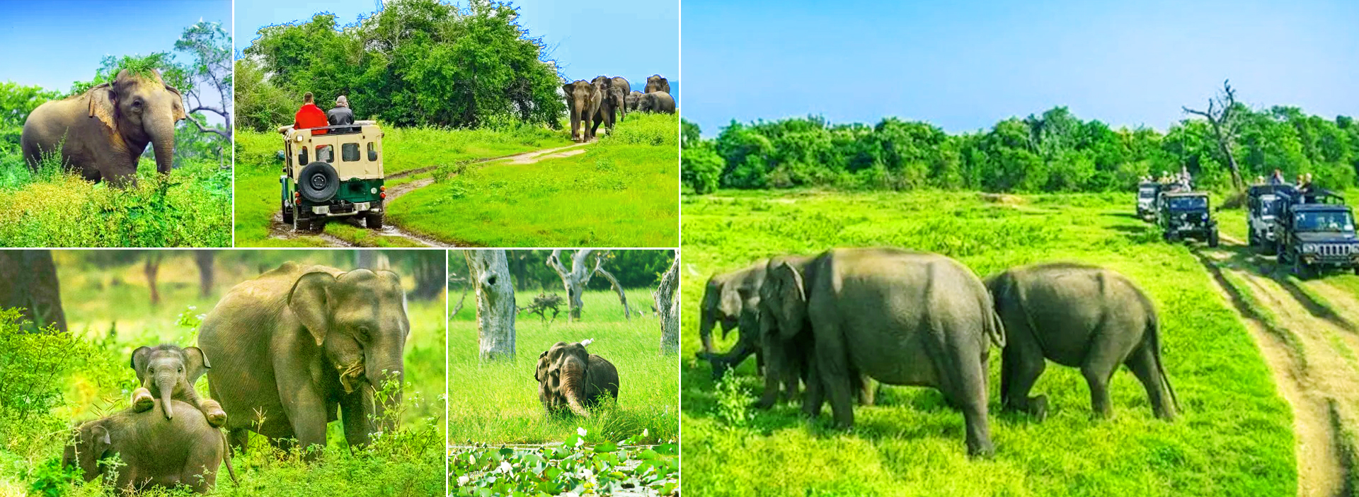 Minneriya Safari Tour From Sigiriya