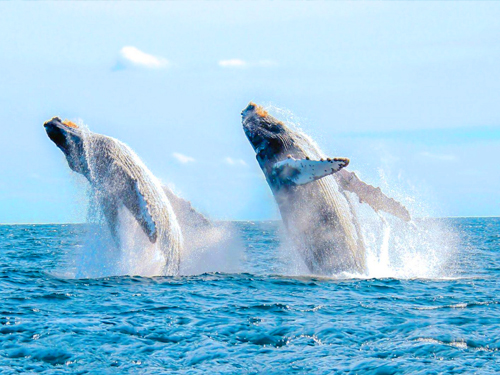 Mirissa Whale Watching Tour from Mirissa