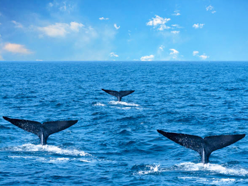 Mirissa Whale Watching Tour From Tangalle