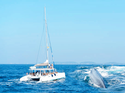 Mirissa Whale Watching Tour From Waligama