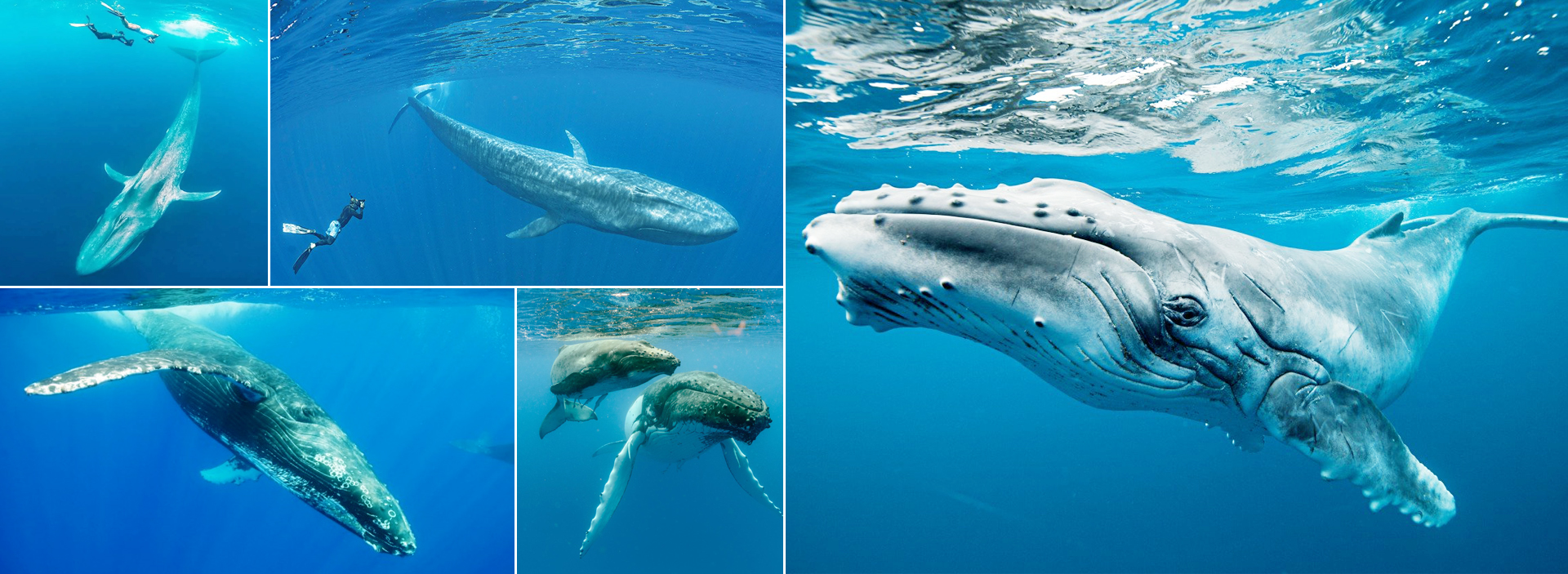 Mirissa Whale Watching Tour From Waligama