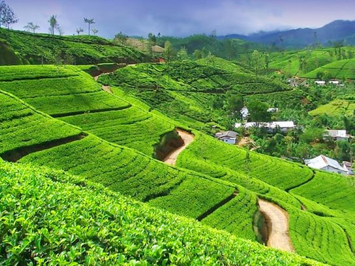 Nuwara Eliya Day Tour From Bentota