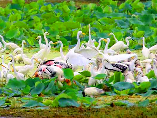 Pigeon Island Marine Adventure Tour From Trincomalee