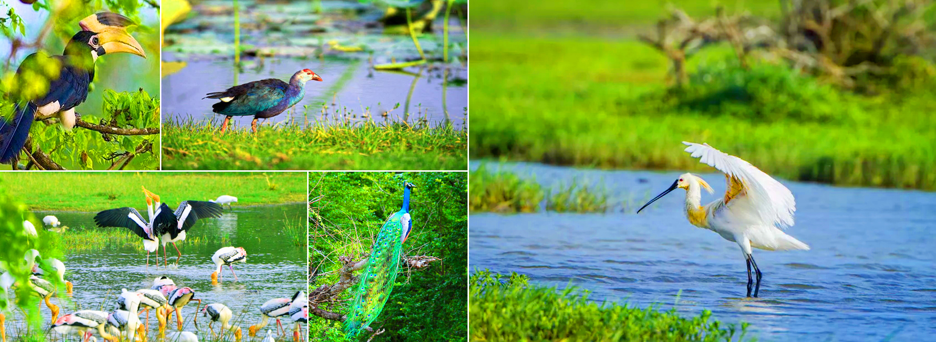 Pigeon Island Marine Adventure Tour From Trincomalee