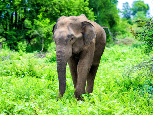 Pinnawala Elephant Orphanage Tour From Colombo