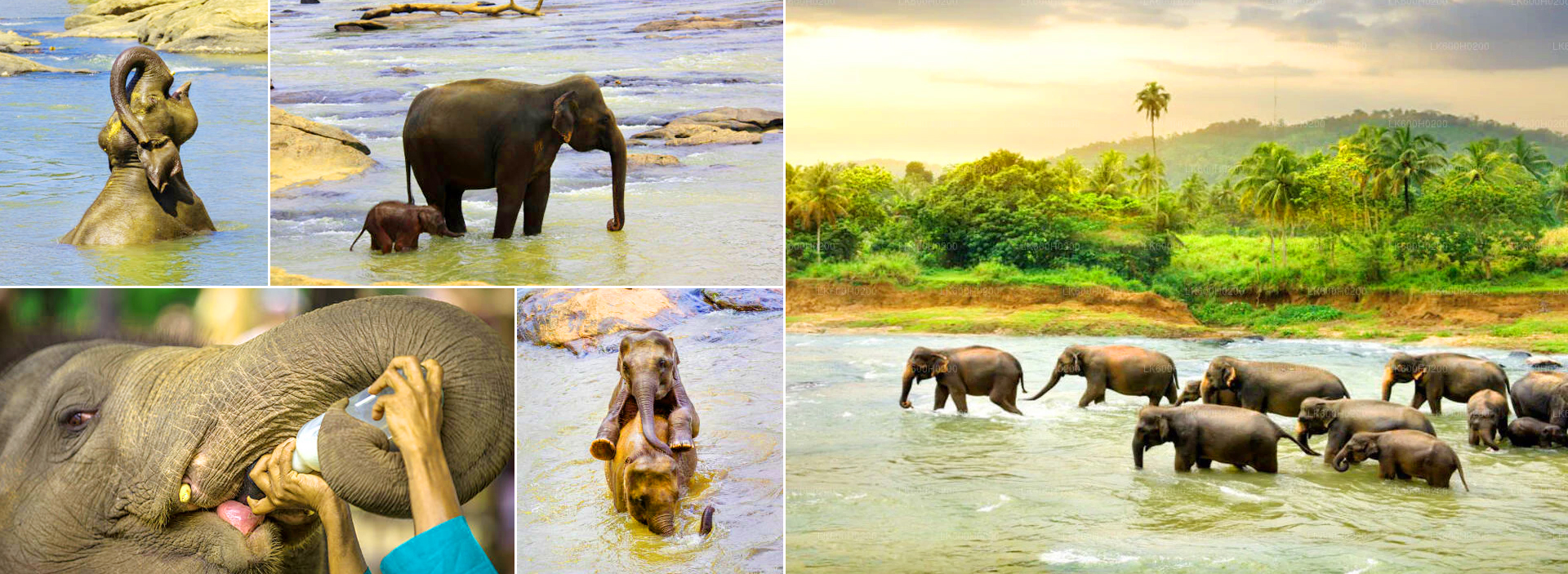 Pinnawala Elephant Orphanage Tour From Colombo