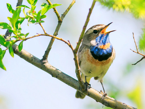 Puttalam Lagoon Bird Watching Tour From Kalpitiya
