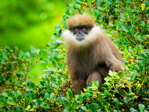 Sinharaja Trekking Tour From Mirissa