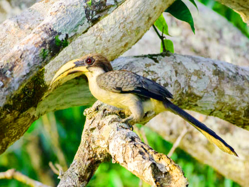 Sinharaja Trekking Tour From Tangalle