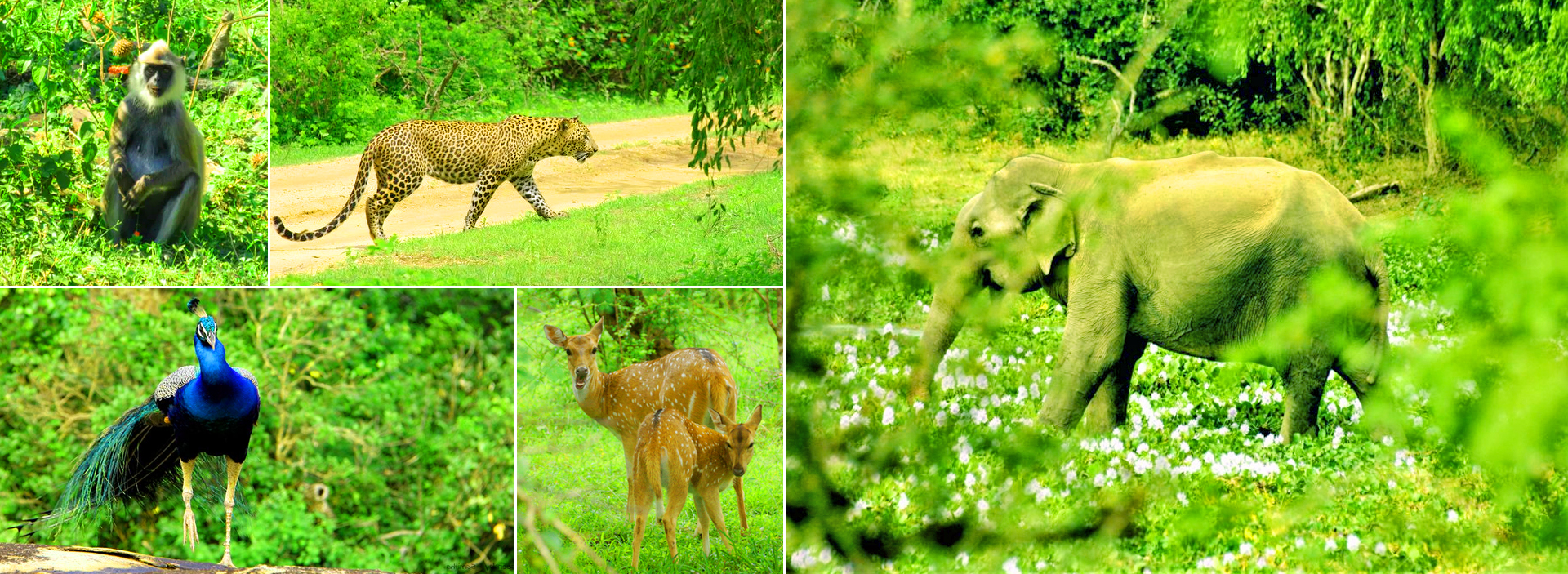 Sri Lanka Yala Half Day Safari Tour