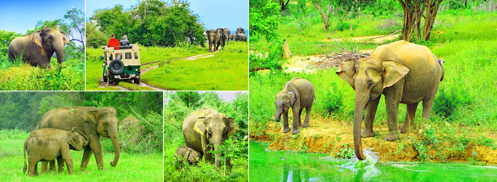 Udawalawa Safari Tour From Waligama