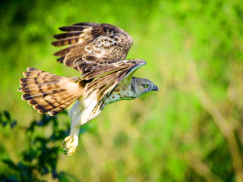 Udawattakale Bird Watching Tour From Kandy