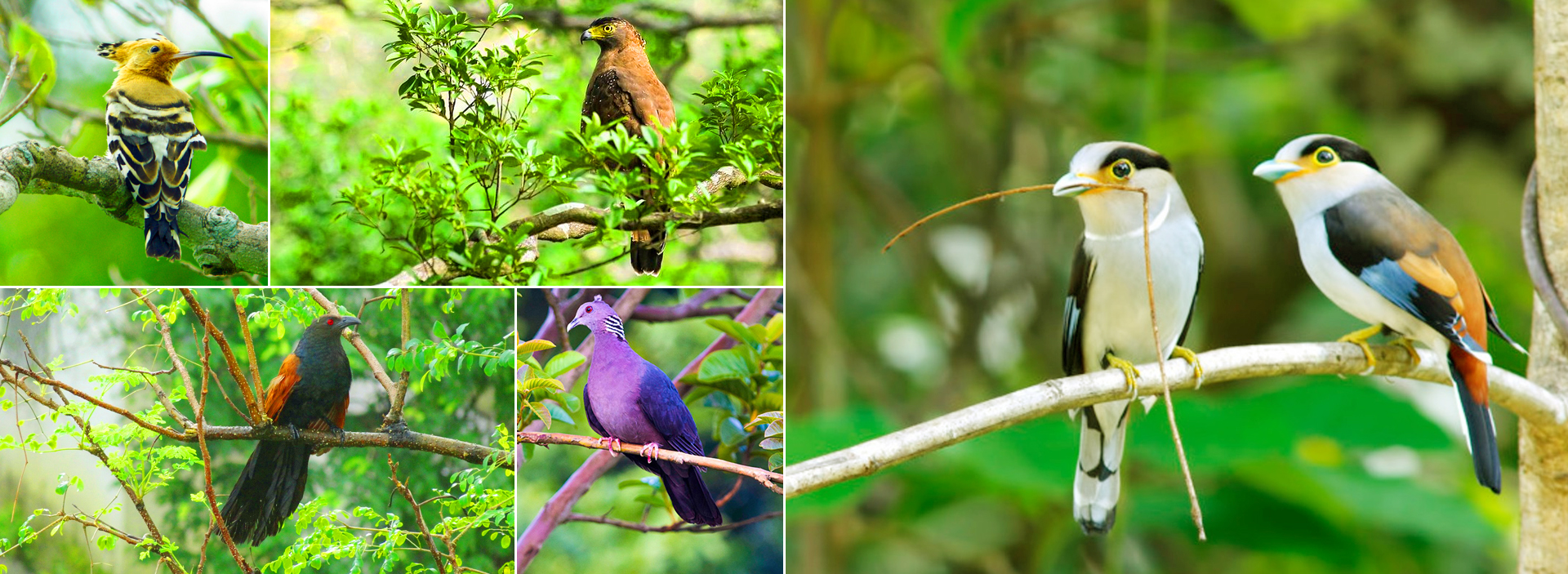 Udawattakale Bird Watching Tour From Kandy