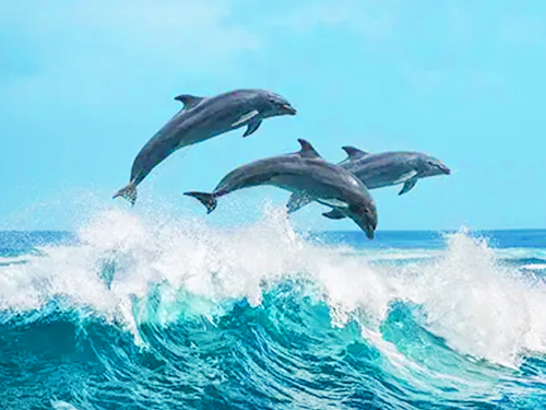Whale & Dolphin Watching Adventure Tour From Trincomalee