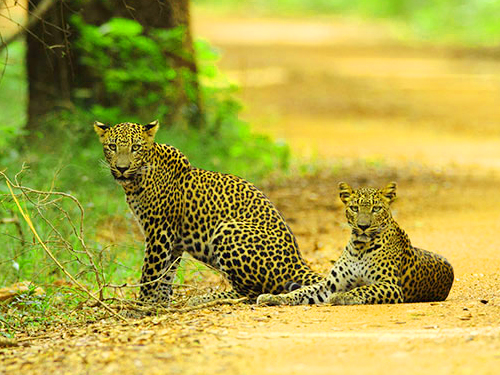 Wilpattu Full Day Safari from Anuradhapura