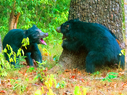 Wilpattu Half Day Safari from Anuradhapura