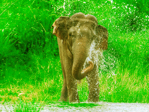 Yala Half Day Safari Tour From Tangalle