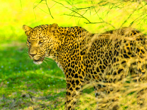 Yala Half Day Safari Tour From Waligama