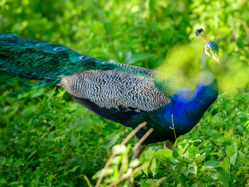 Abenteuer im Hochland und Tierwelt Sri Lankas