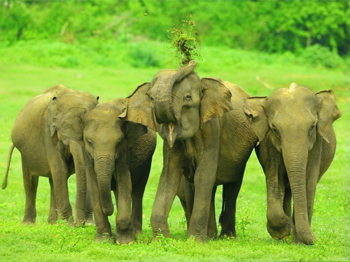 Safaris en Sri Lanka