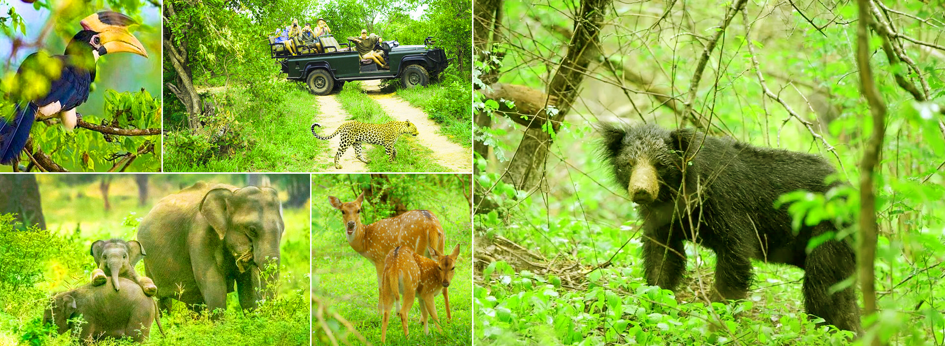 Safaris en Sri Lanka