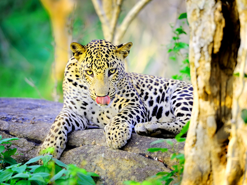 11 Days Sri Lanka Leopard Safari With Exclusive Bush Camping Tour