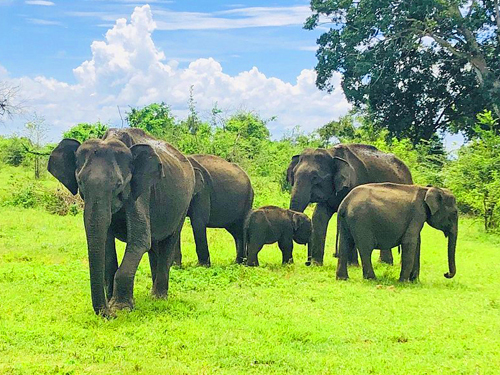 11 Days Sri Lanka Wildlife Nature & Coastal Adventure Tour