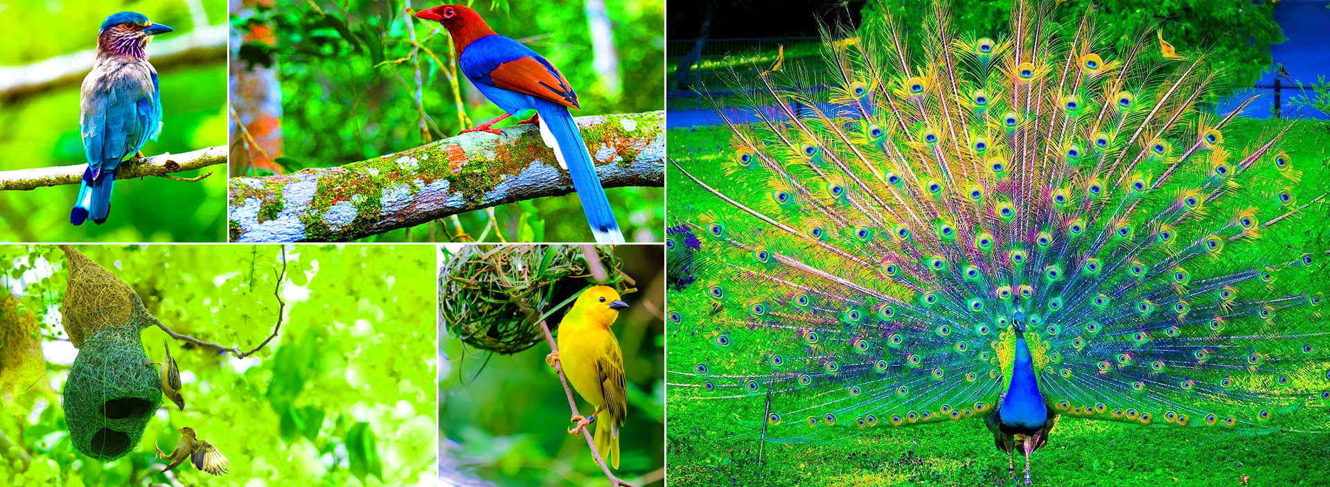 15 Days Bird Watching & Wildlife Tour In Sri Lanka