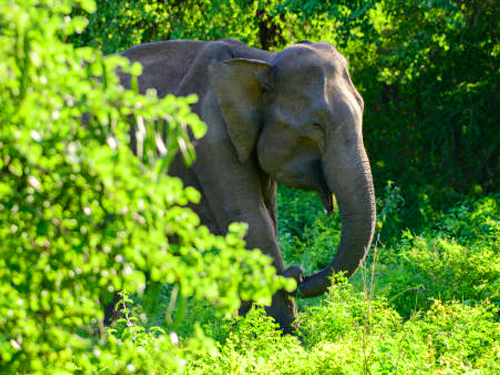7 Days Into The Wild Sri Lanka Untamed Landscapes Tour