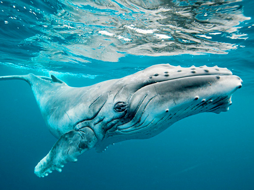 7 Days Sri Lanka Wildlife & Blue Whales Tour