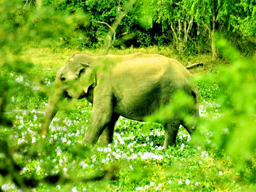 8 Days All Inclusive Luxury Safari Adventure Tour In Sri Lanka