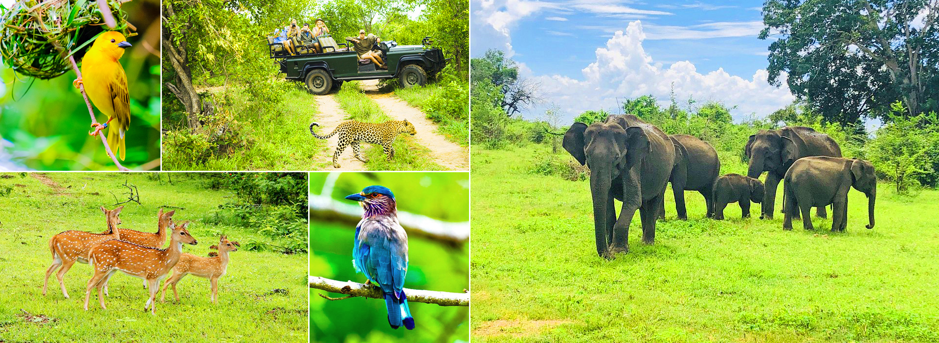 Birding Sanctuary & Wild Safari Tour